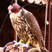 Falcon Show